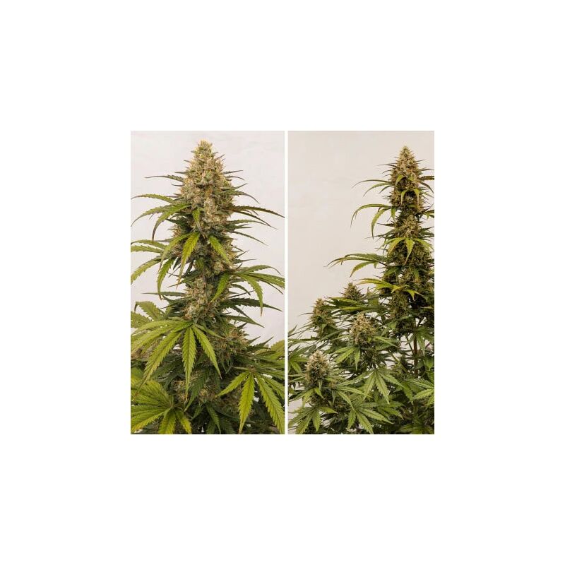 Auto Melonade Runtz, Фасовка: 7, изображение 4